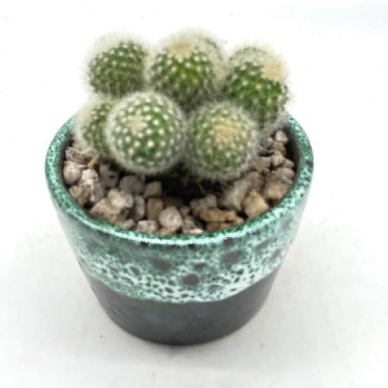 Cactus En Pot Bleu Canard